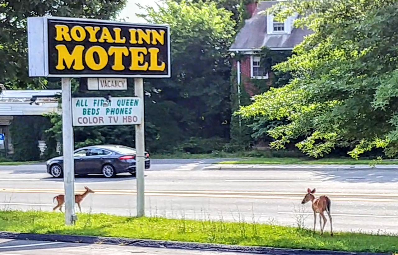 Royal Inn Motel Фронт-Ройал Экстерьер фото